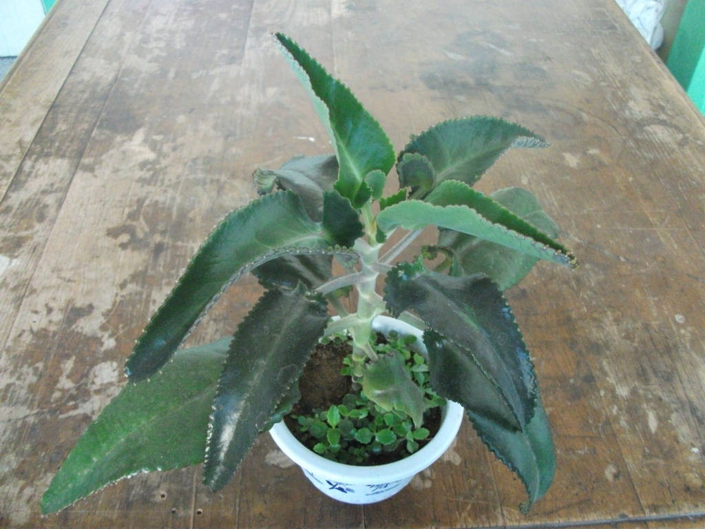 DSCF4577.JPG