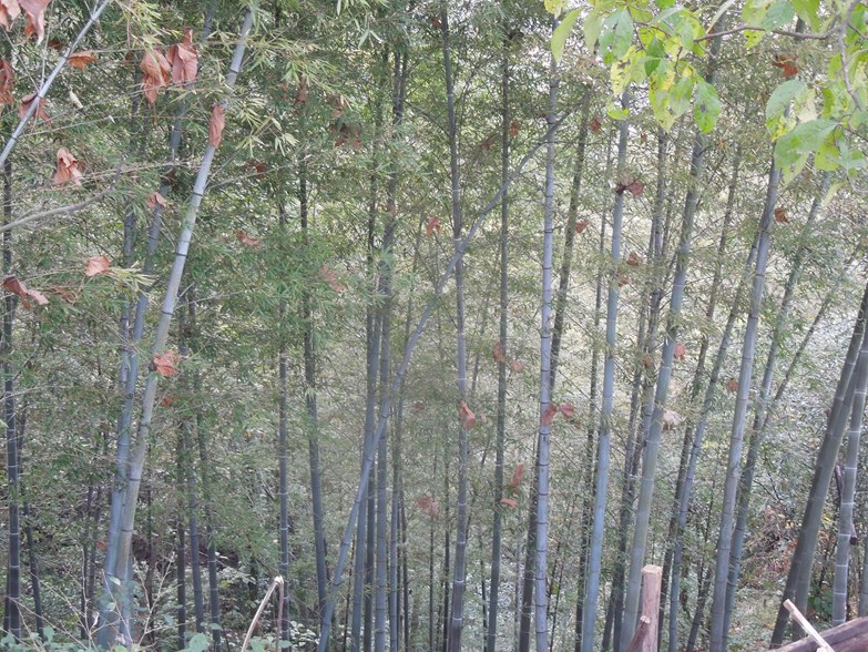 齐云竹林.jpg