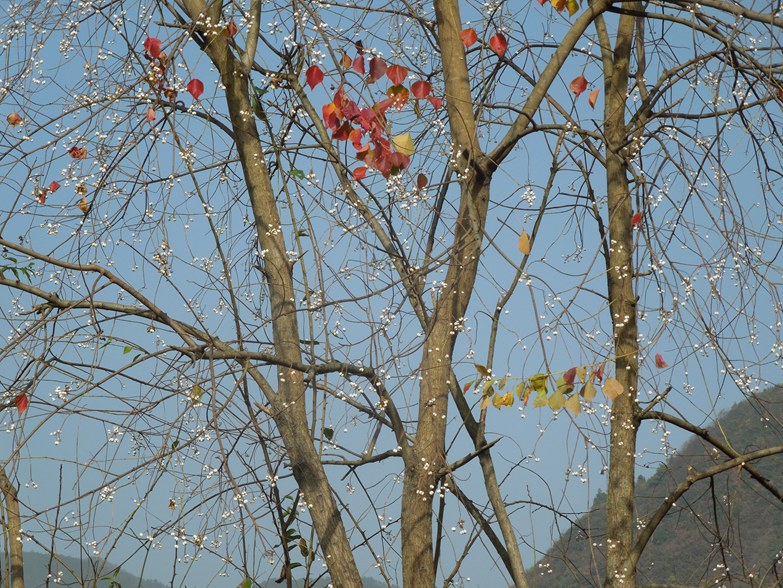 树上百花3.jpg