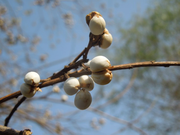 树上的小白花.jpg