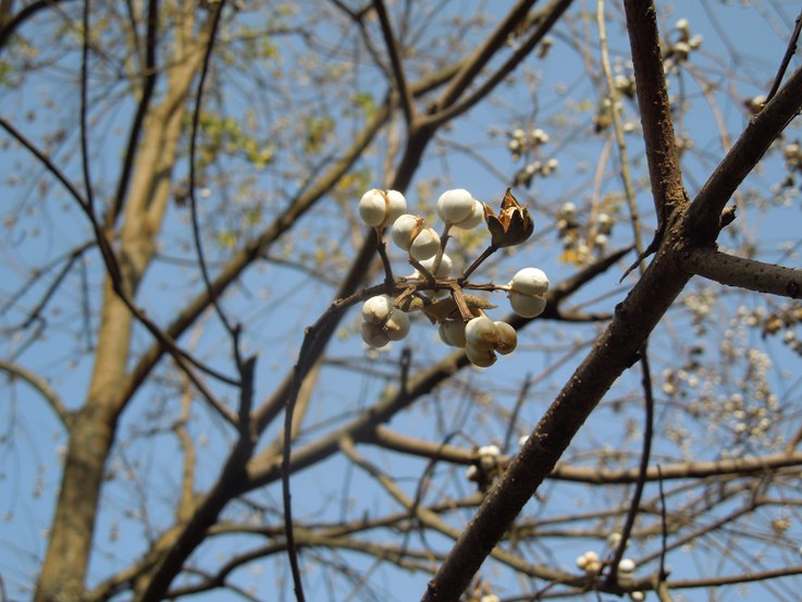 树上的小白花2.jpg