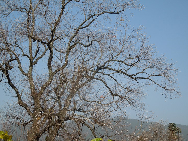 树上小花.jpg