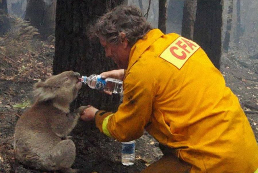 9) 在 2009 年澳洲一场大火上，消防员正给予一只树袋熊水喝_副本.jpg