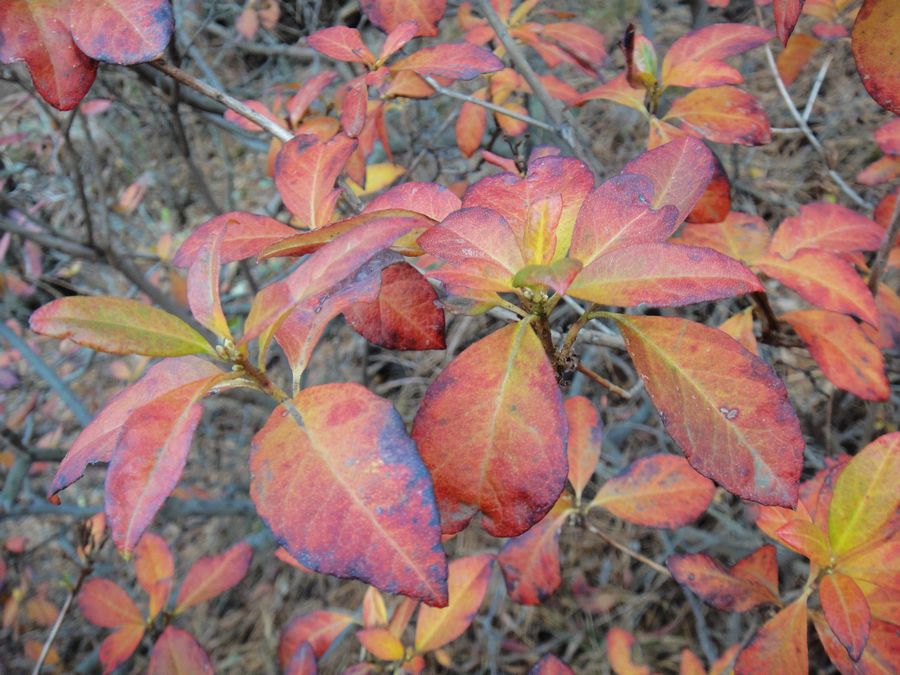 DSC03770.jpg