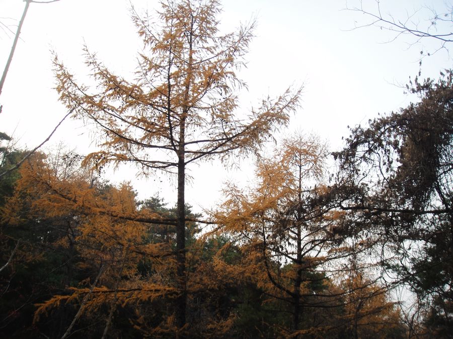 DSC03775.jpg