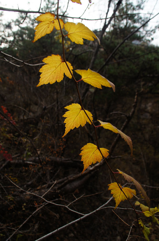 DSC06265.JPG