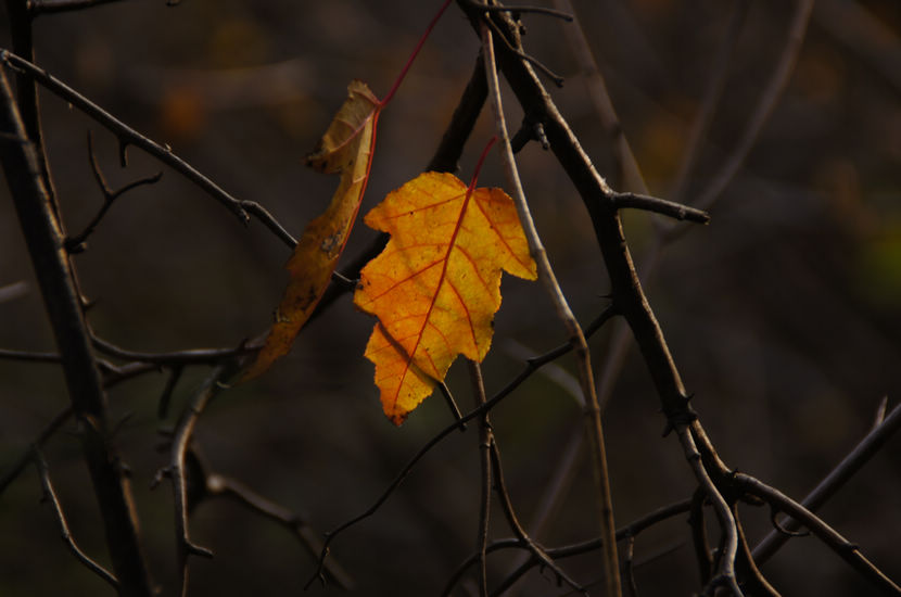 DSC06261.JPG