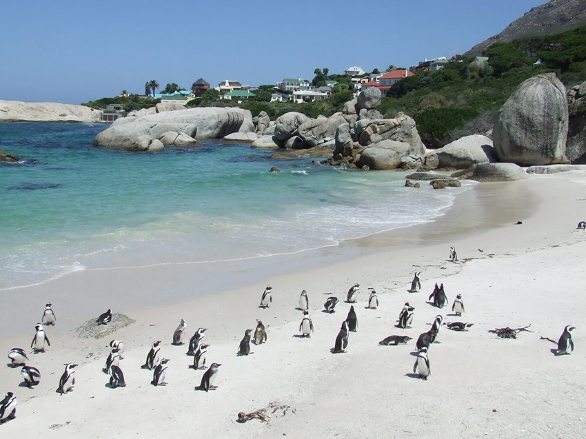 前往邦迪海滩的企鹅岛，超过4000只非洲企鹅将会在那里等待南非首骑完胜的骑手们_副本.jpg