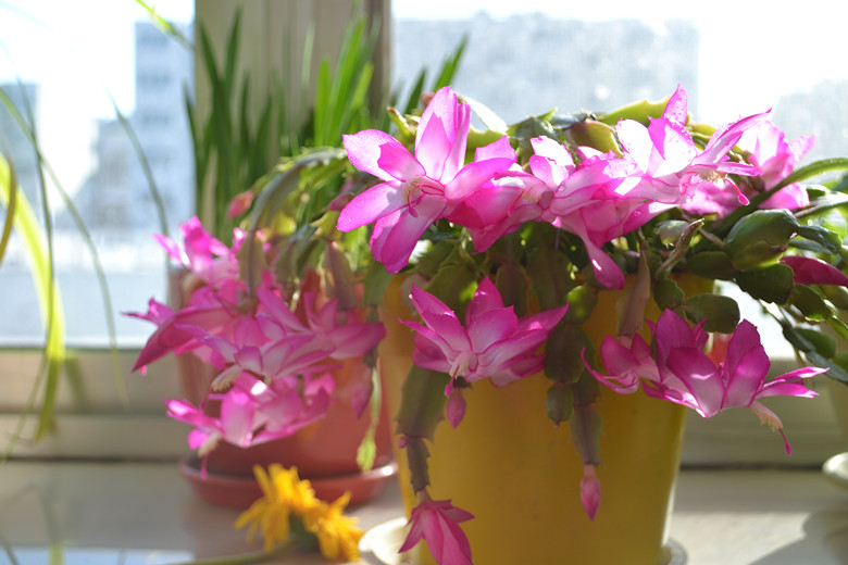 DSC_2013_副本.jpg