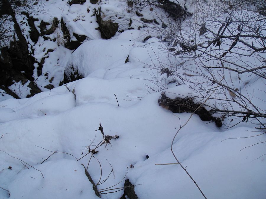 DSC04098.jpg