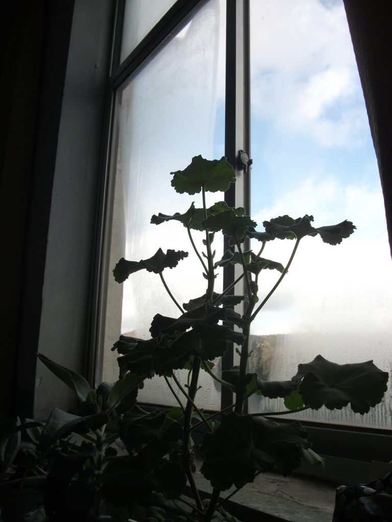 DSCF4607.JPG