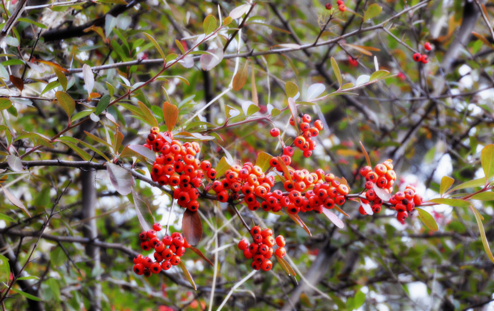 _DSC0162.jpg