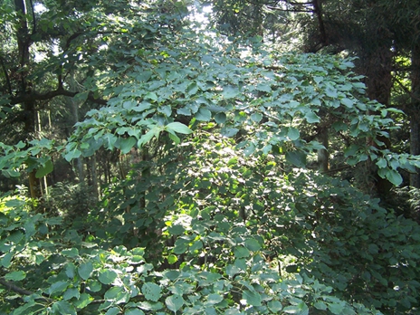 100_9271.jpg