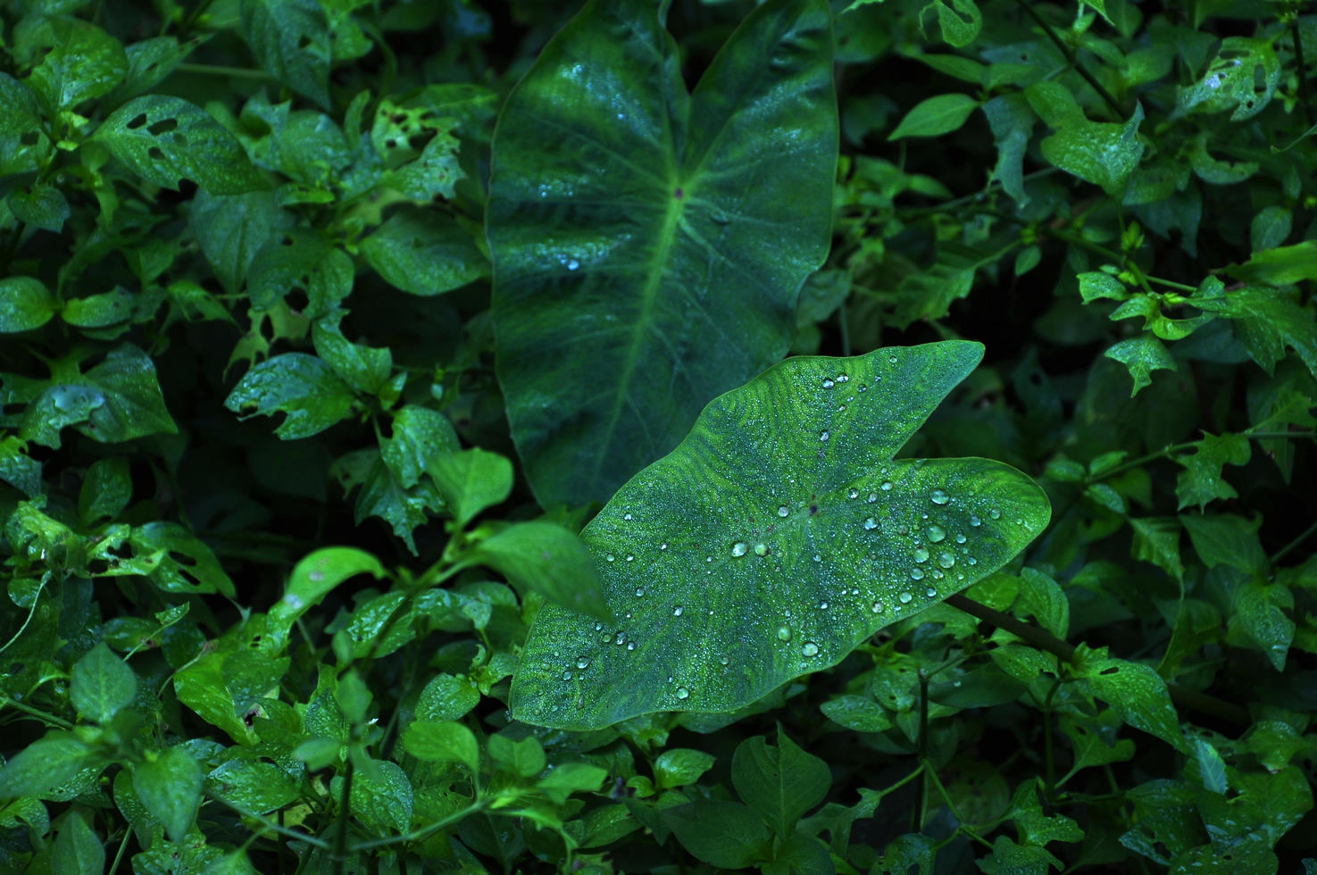 nEO_IMG_DSC_0582.jpg