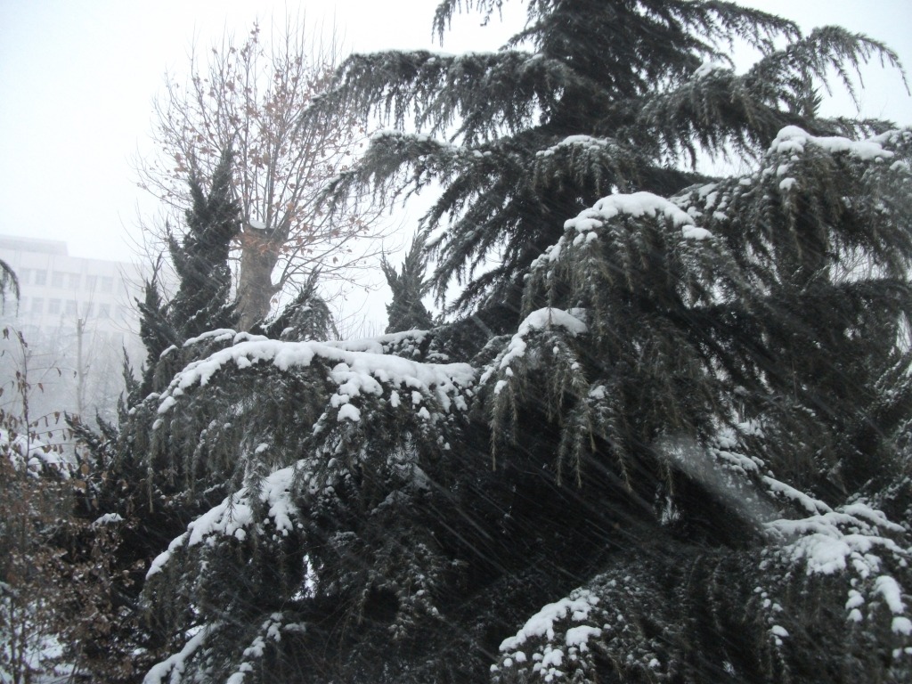DSCF4654.JPG