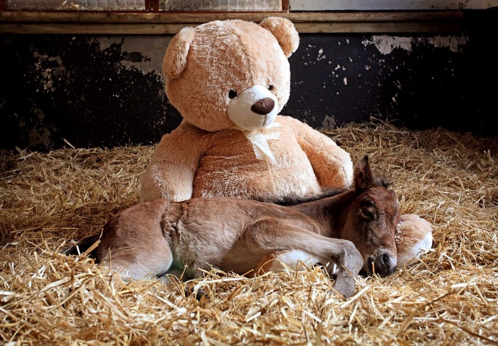 00.德文郡的母马和马驹保护区，一只被遗弃的小马驹依偎在玩具泰迪熊的怀里，寻求拥抱.jpg