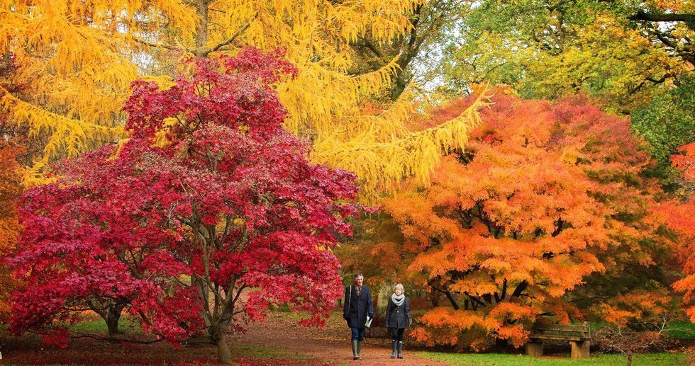00.11月20日，英国维斯顿伯特国家植物园秋色正浓。.jpg