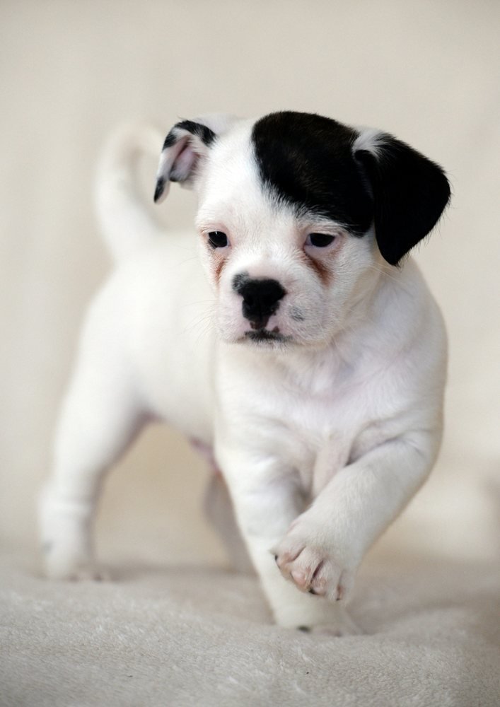 00.这只狗狗长得像希特勒！出生7周的狗狗帕奇嘴唇上方的一块小黑斑看上去像希特勒代表.jpg