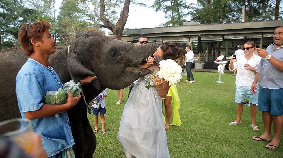 00.在泰国普吉岛举行的婚礼上，淘气的三岁大象用鼻子卷起新娘并微微张嘴，冲新娘哈了.jpg