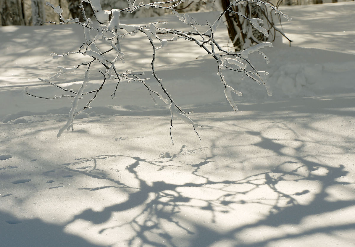 雪花梅 (2).jpg