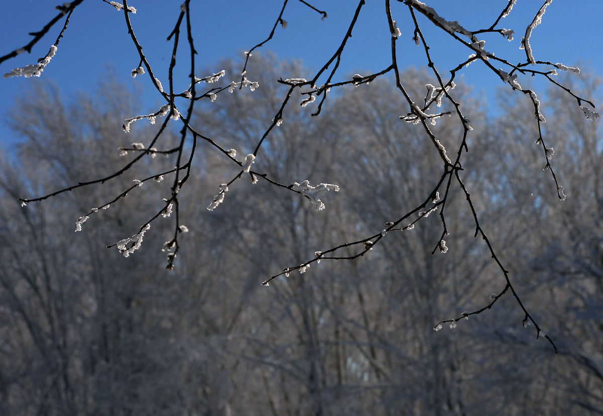 雪花梅 (1).jpg