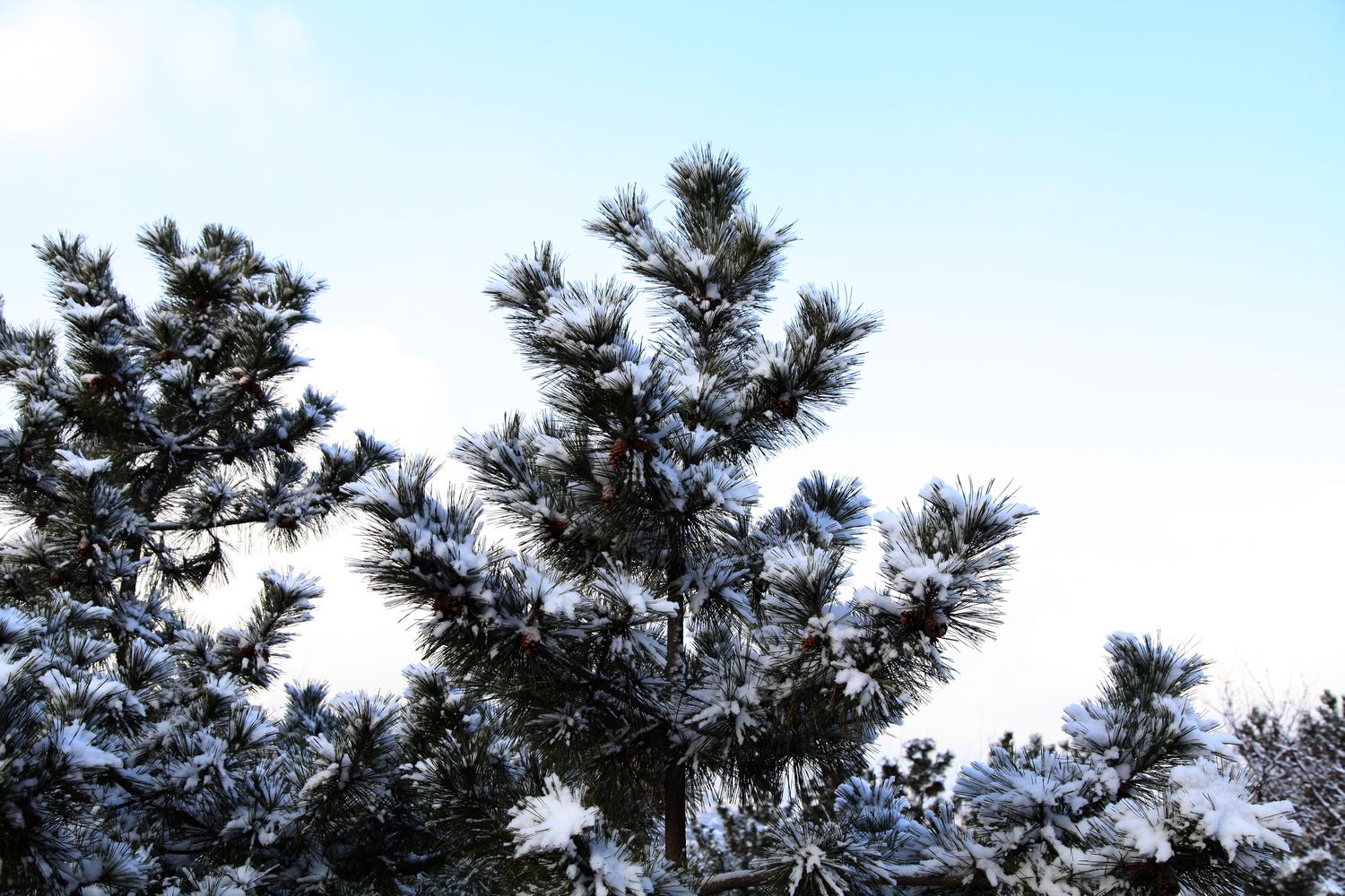 西炮台雪景 137.jpg