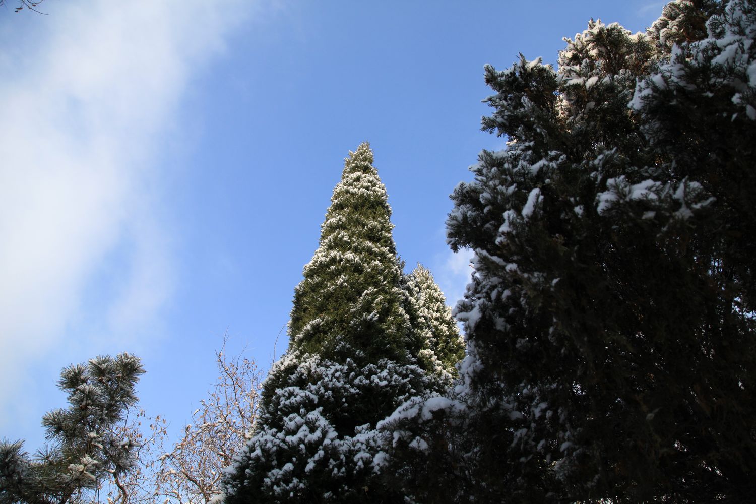 西炮台雪景 167.jpg