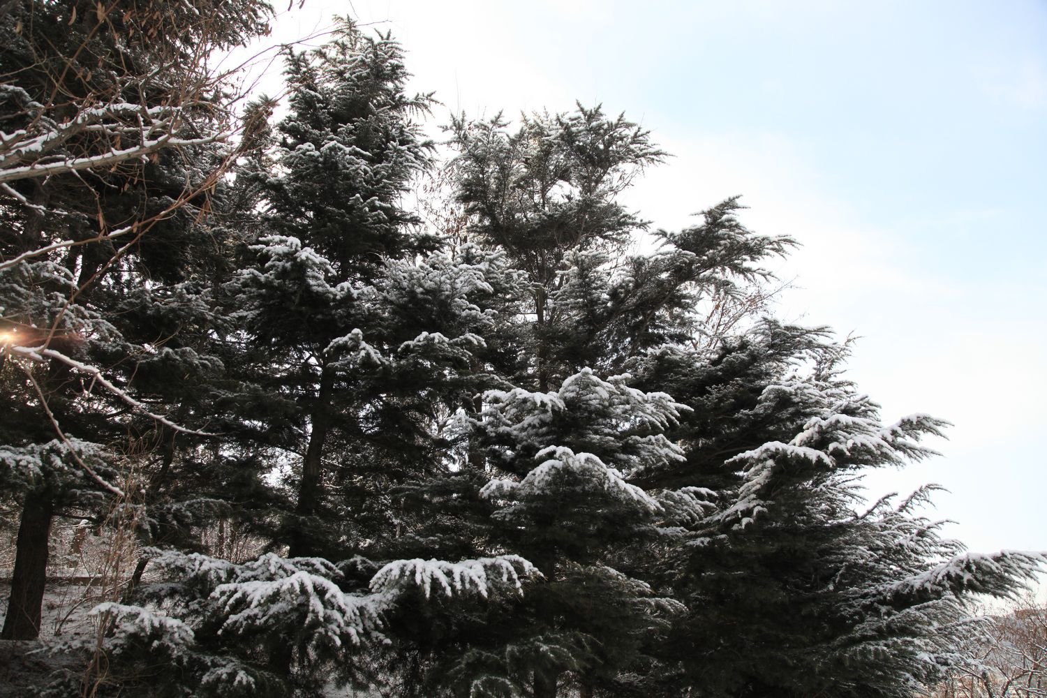 西炮台雪景 178.jpg