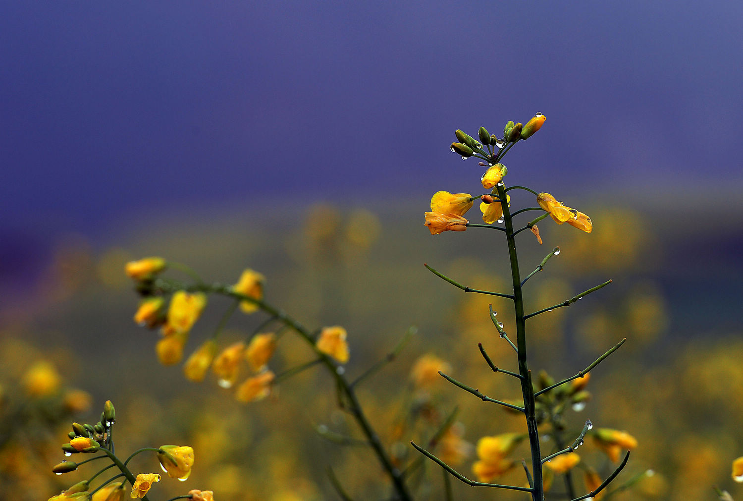 油菜花 (1).jpg