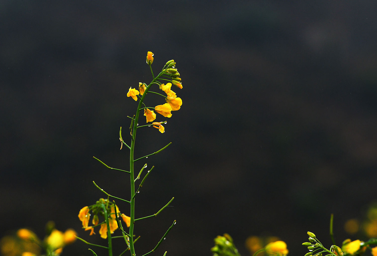 油菜花.jpg