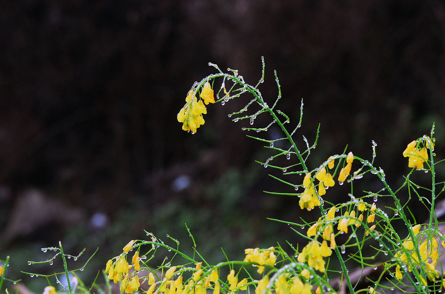 油菜花 (3).jpg