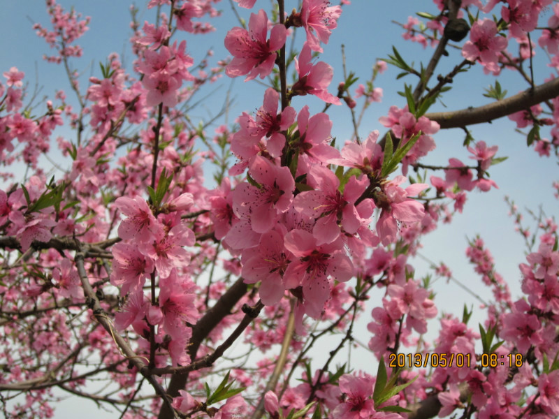 山花烂漫