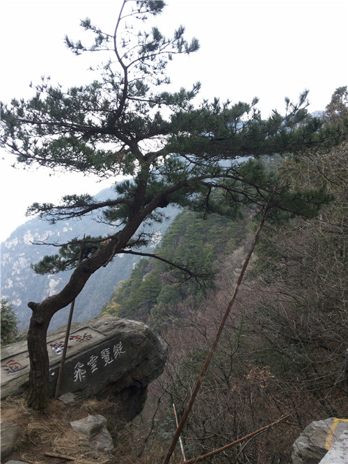迎客松
