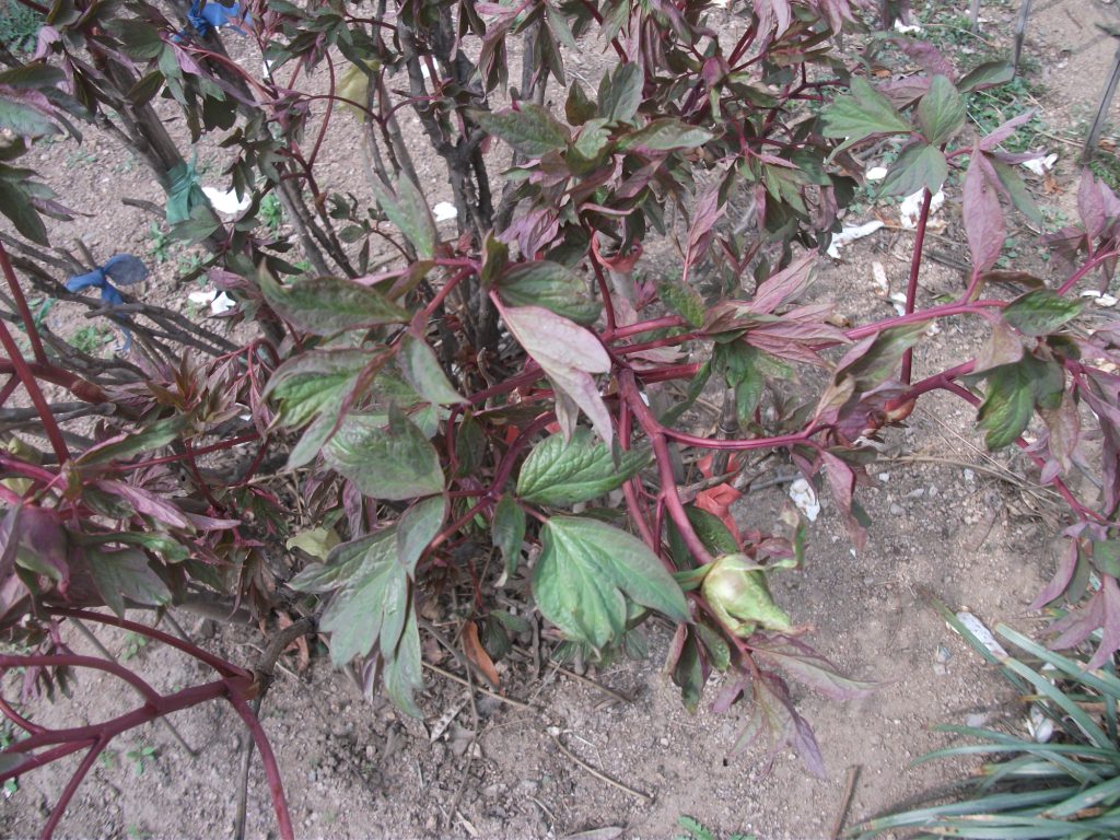 DSCF5643.JPG