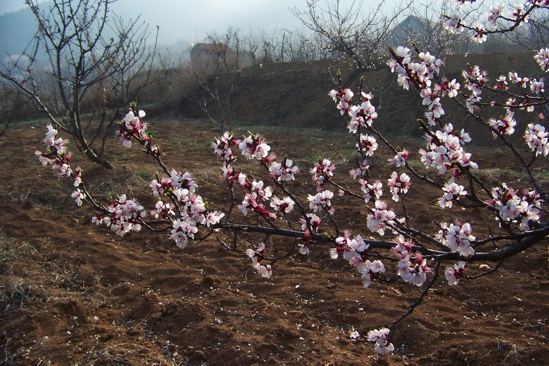 100_8369_缩小大小.JPG