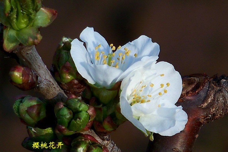 100_8375_缩小大小.JPG