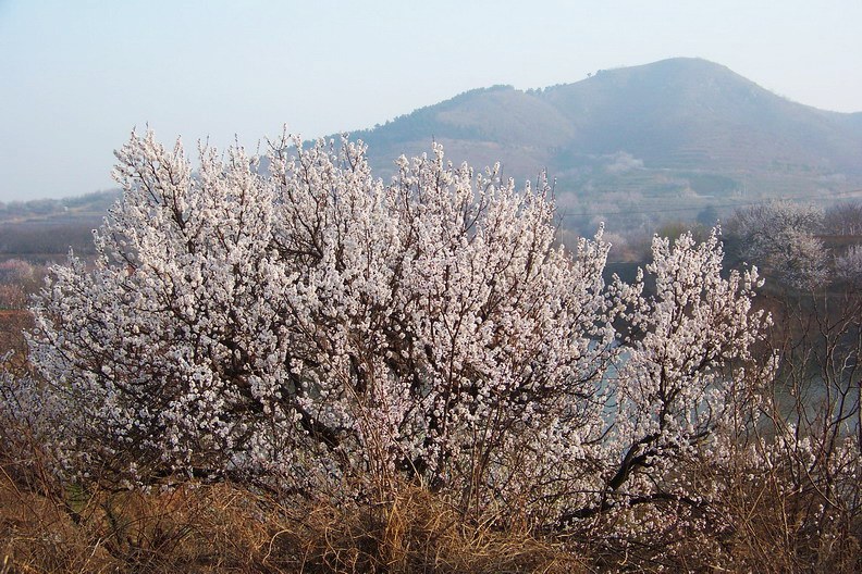 100_8377_缩小大小.JPG