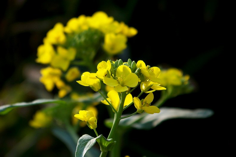 100_8378_缩小大小.JPG
