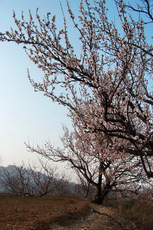 100_8415_缩小大小.jpg