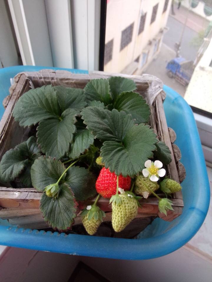 一周前排的