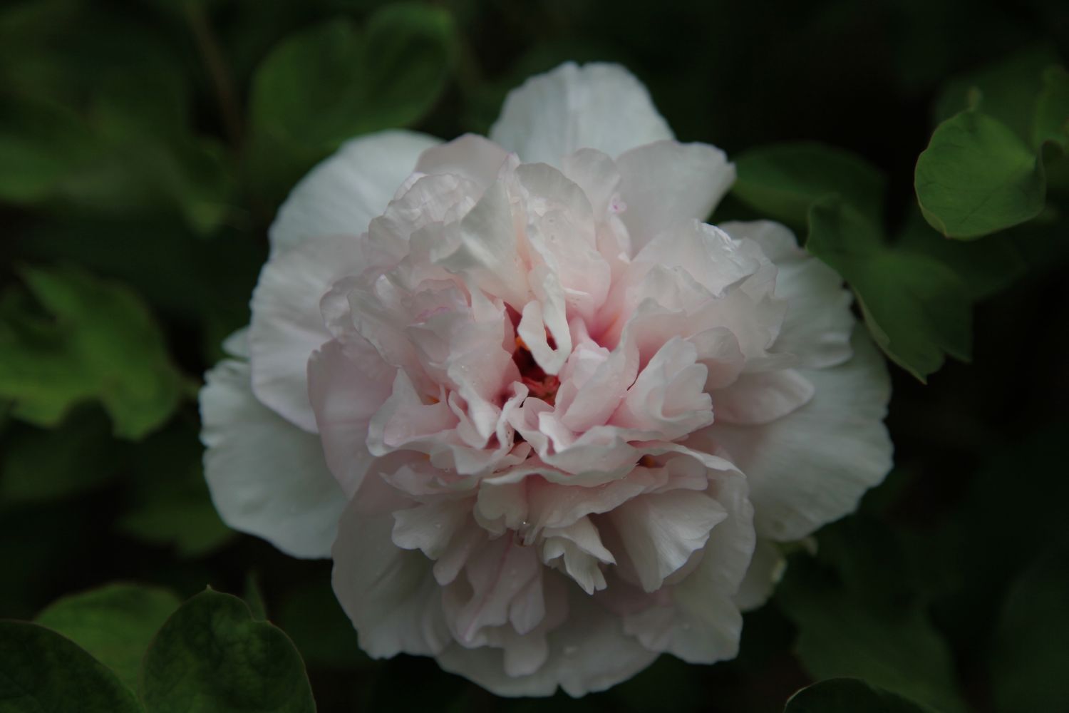 华山，洛阳 249.jpg