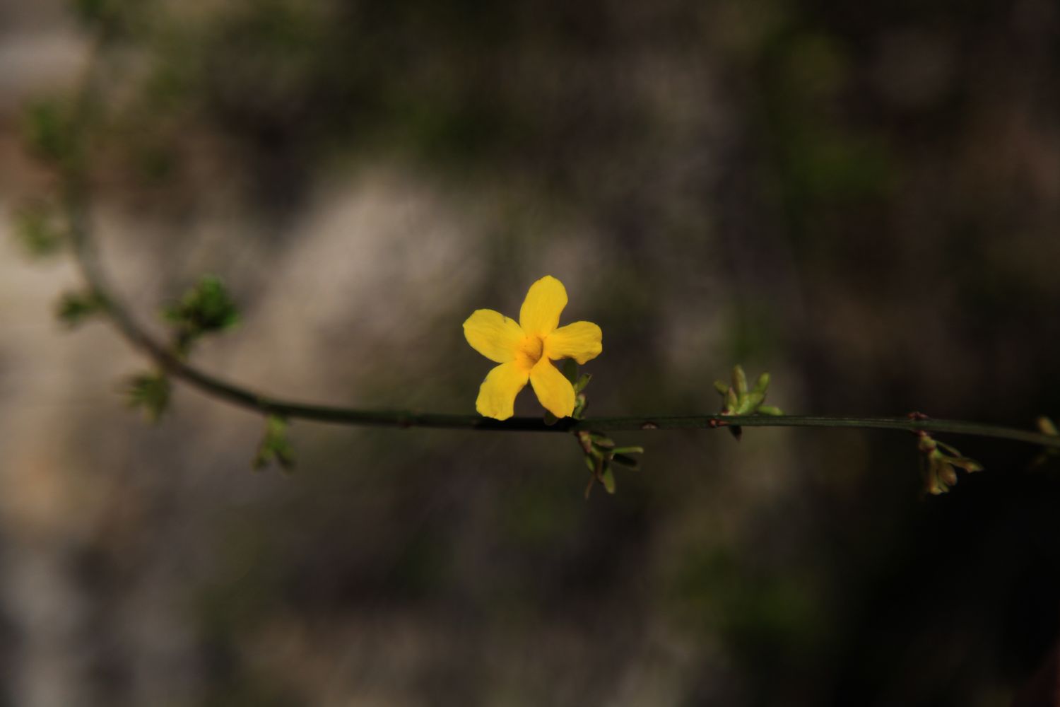 南山的花 038.jpg