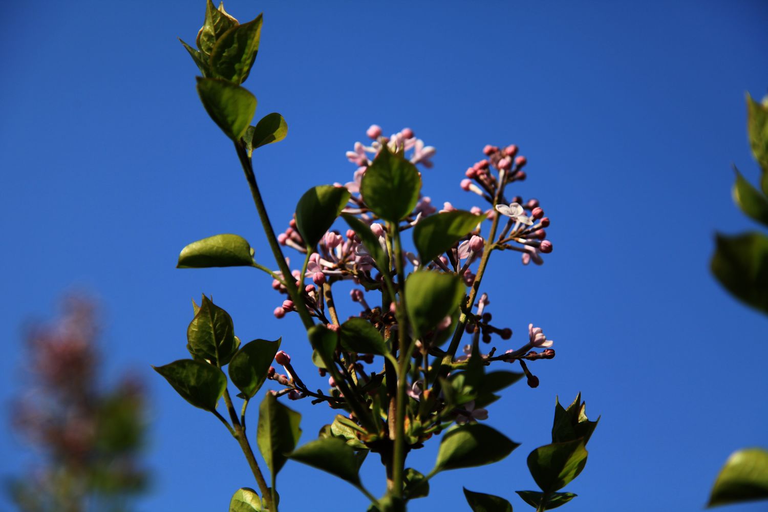 南山的花 044.jpg