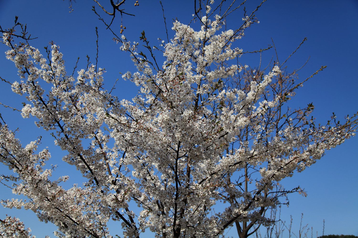 南山的花 046.jpg