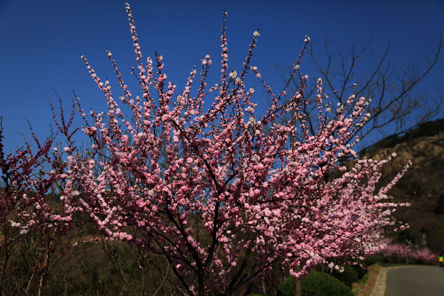 南山的花 079.jpg