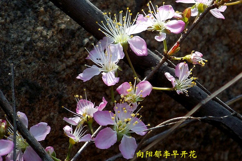 100_8472_缩小大小.JPG