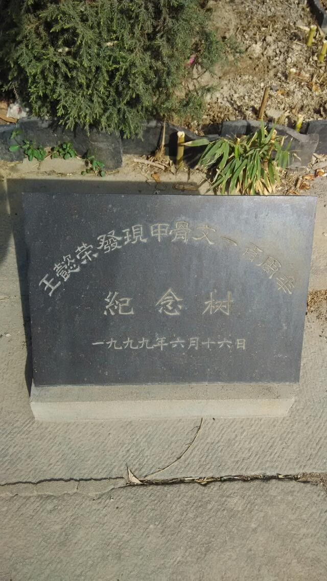 34.纪年树.jpg
