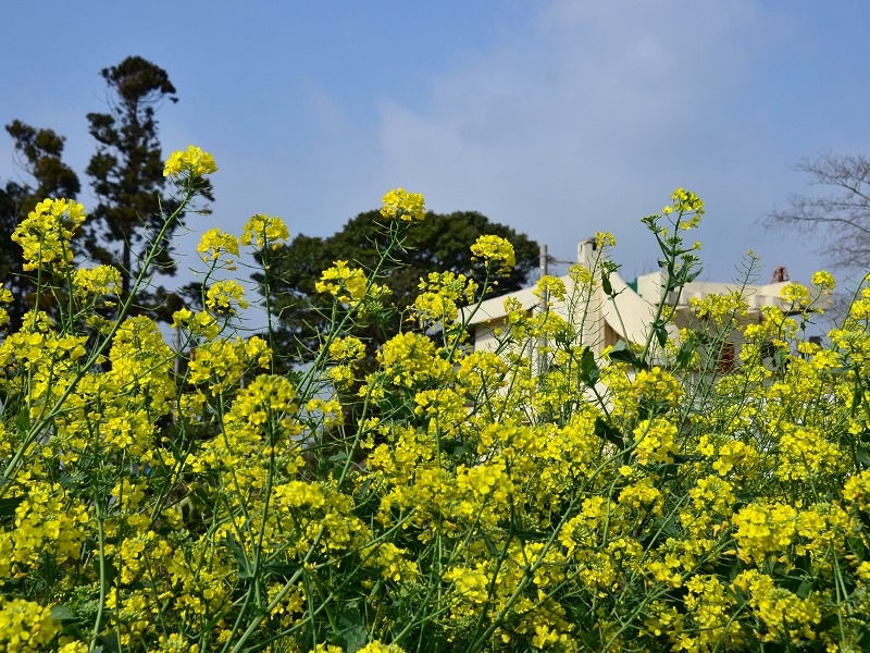 PhotoCap_257.jpg