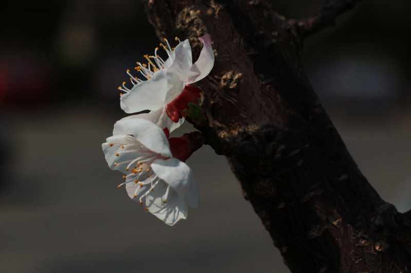 IMG_7622.jpg