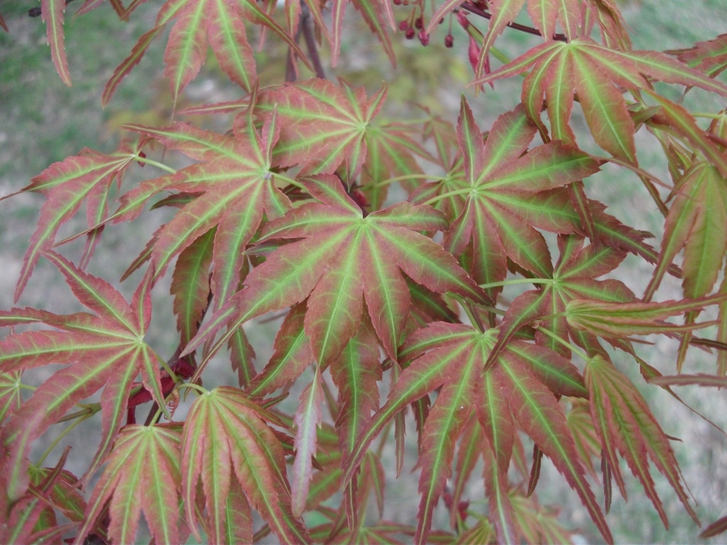DSCF5726.JPG